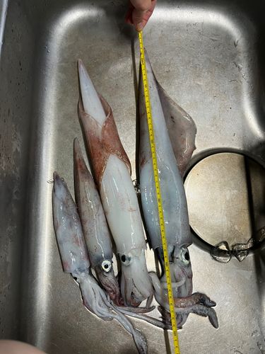 キジハタの釣果