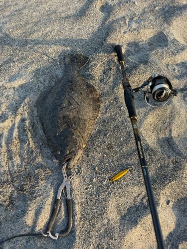 ヒラメの釣果