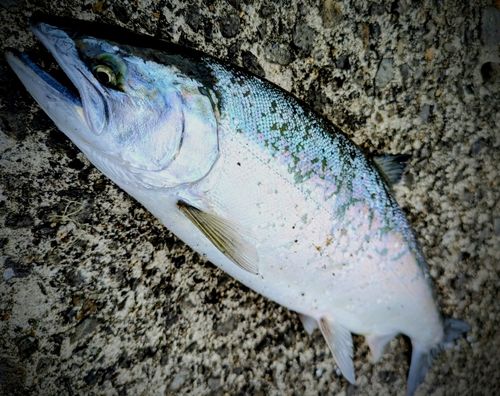 サクラマスの釣果