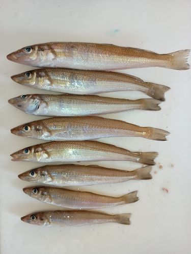 キスの釣果