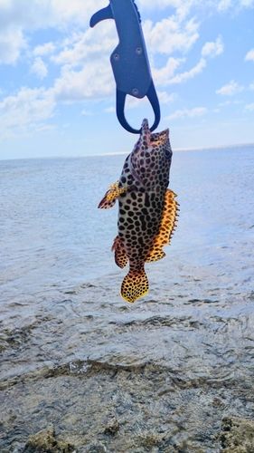 イシミーバイの釣果