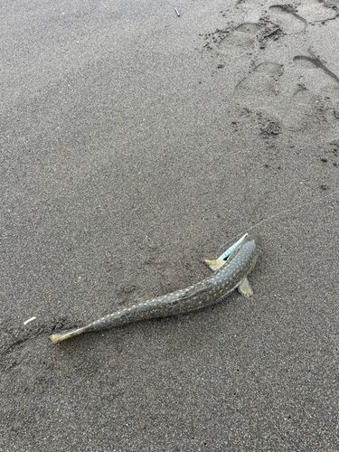 アメマスの釣果
