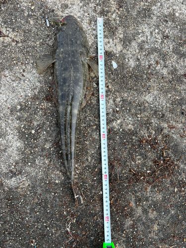 マゴチの釣果