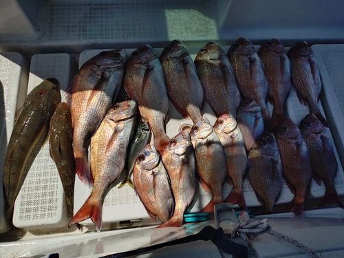 マダイの釣果