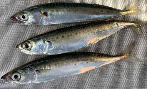 マサバの釣果