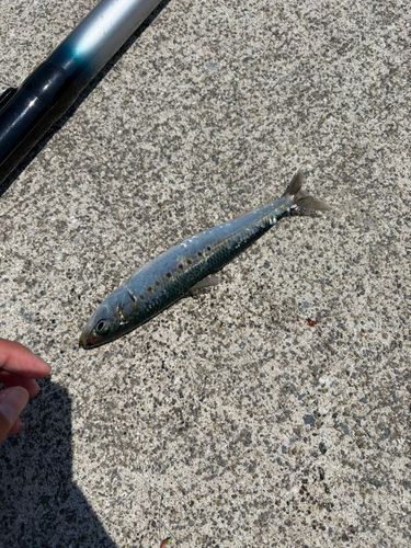 マイワシの釣果