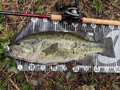ブラックバスの釣果