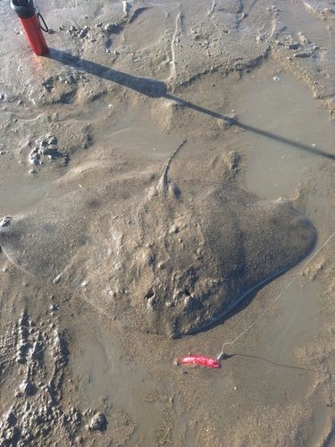 ナルトビエイの釣果