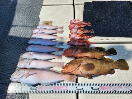 シロアマダイの釣果