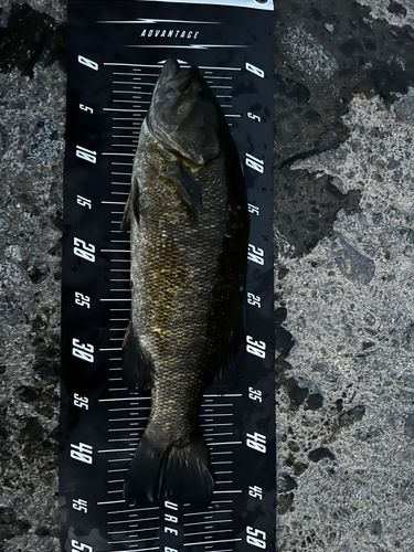 スモールマウスバスの釣果