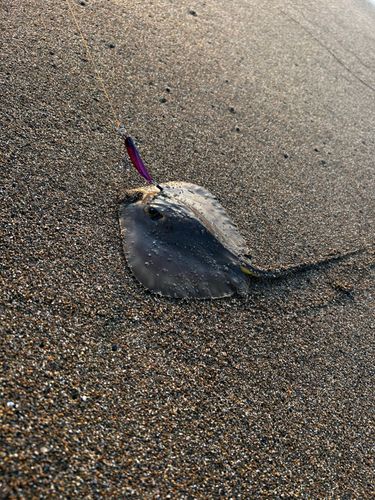エイの釣果