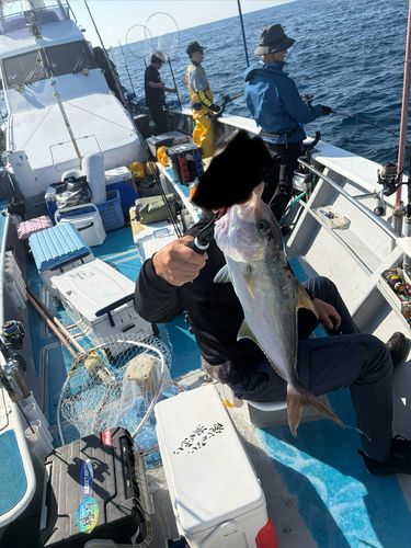 カンパチの釣果