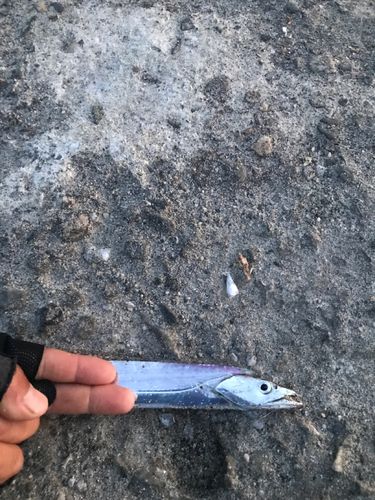 タチウオの釣果