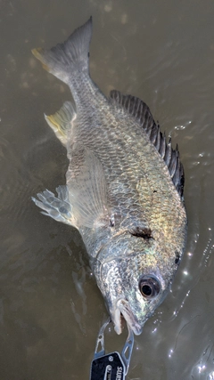 キビレの釣果