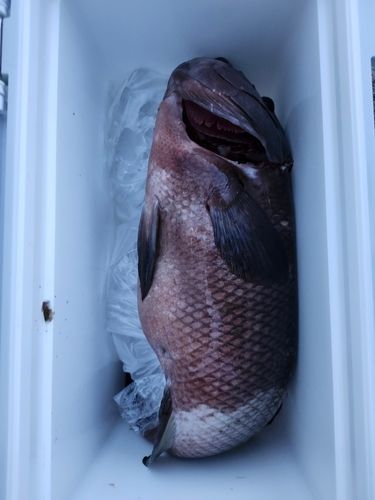 コブダイの釣果