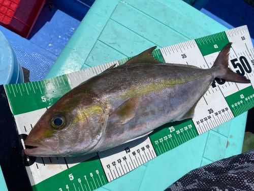 カンパチの釣果