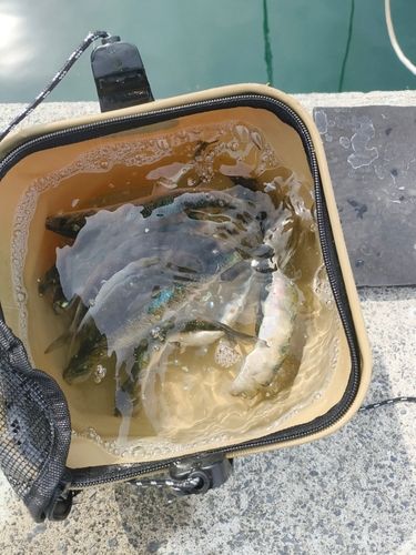 マイワシの釣果