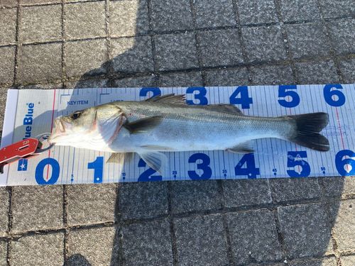 フッコ（マルスズキ）の釣果