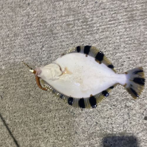 ヌマガレイの釣果