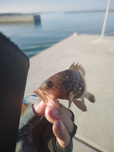 キジハタの釣果