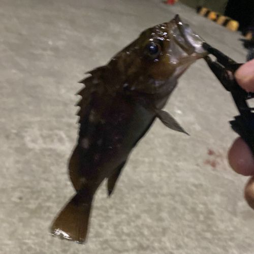 エゾメバルの釣果