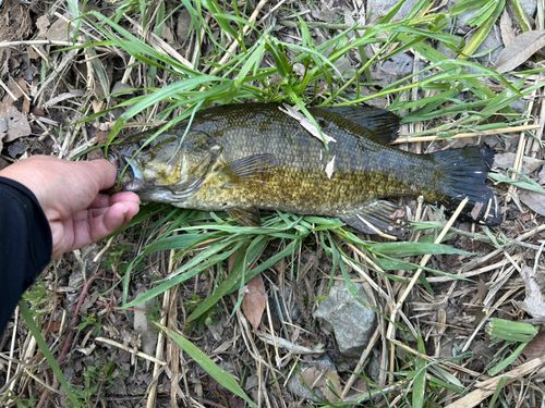 スモールマウスバスの釣果