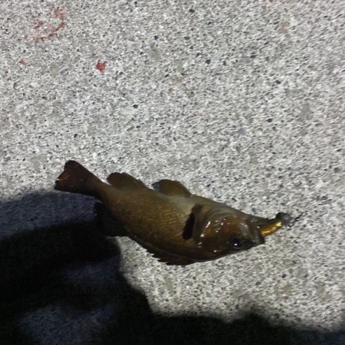 エゾメバルの釣果