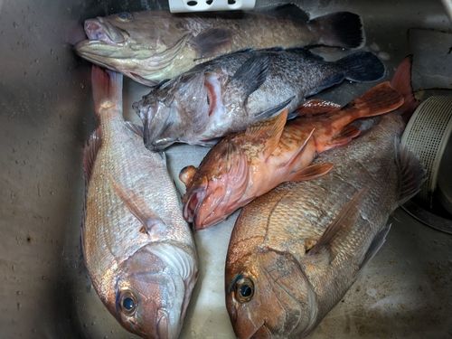 アマダイの釣果