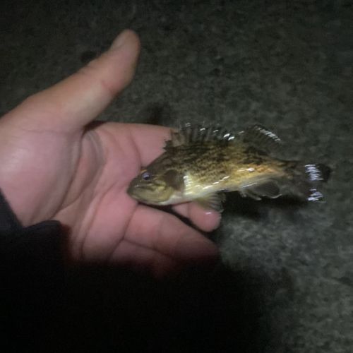 クロソイの釣果