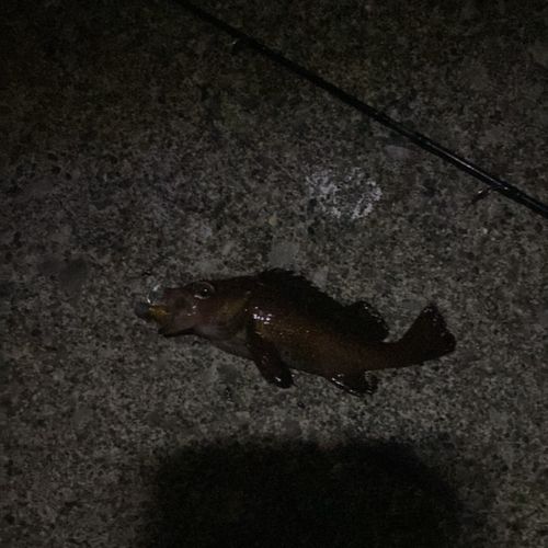 エゾメバルの釣果