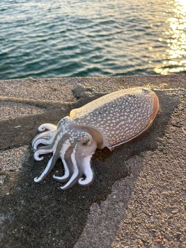 シリヤケイカの釣果
