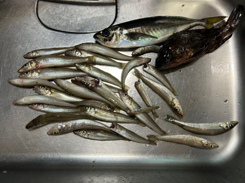 キスの釣果
