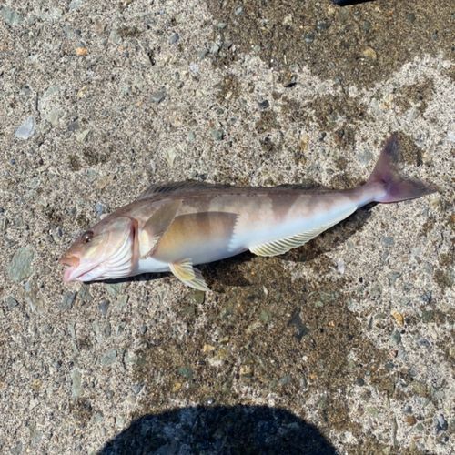 ホッケの釣果