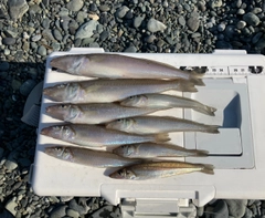 キスの釣果