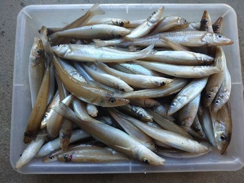 キスの釣果