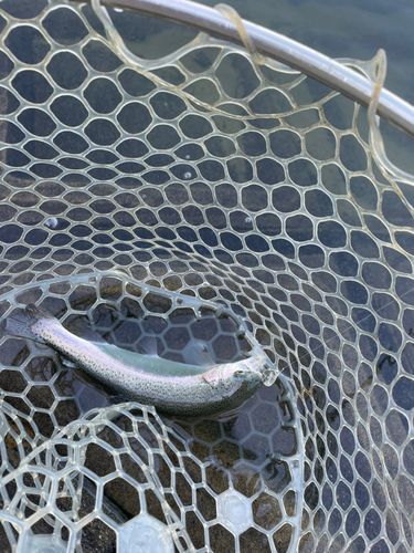 ニジマスの釣果