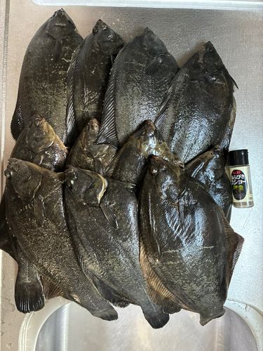 クロガシラガレイの釣果