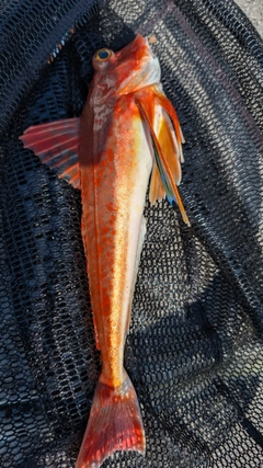 ホウボウの釣果