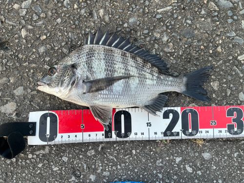 クロダイの釣果