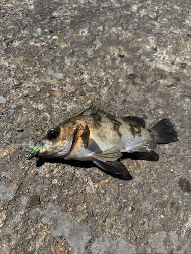 メバルの釣果