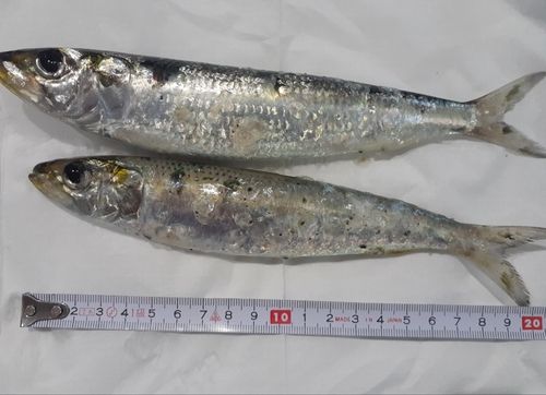 イワシの釣果