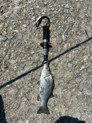 釣果