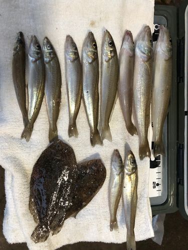 シロギスの釣果