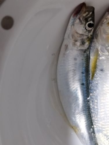 イワシの釣果