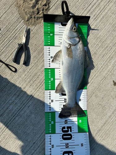 セイゴ（ヒラスズキ）の釣果