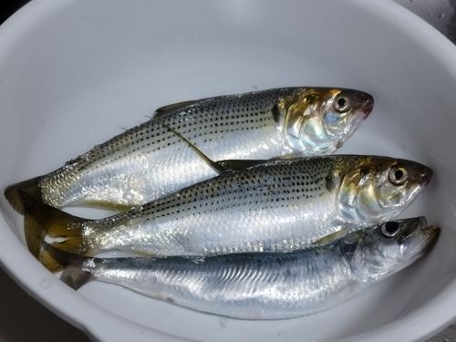 コノシロの釣果