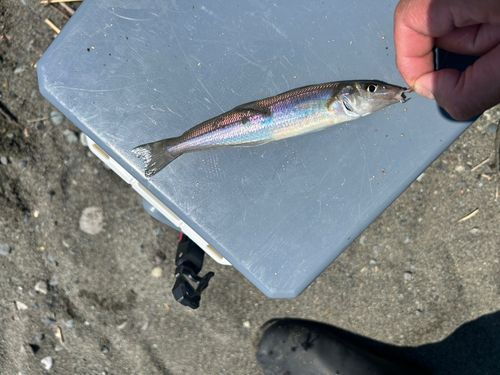 キスの釣果