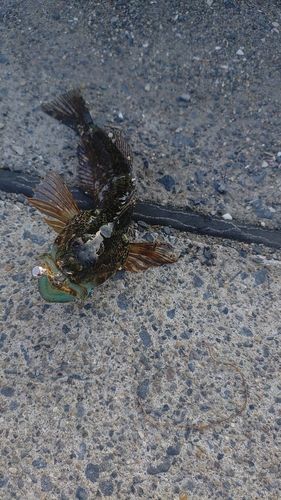 アナハゼの釣果