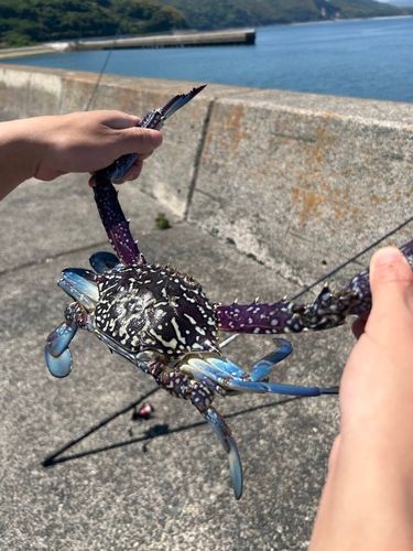 カニの釣果