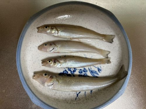 キスの釣果